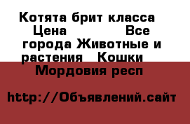 Котята брит класса › Цена ­ 20 000 - Все города Животные и растения » Кошки   . Мордовия респ.